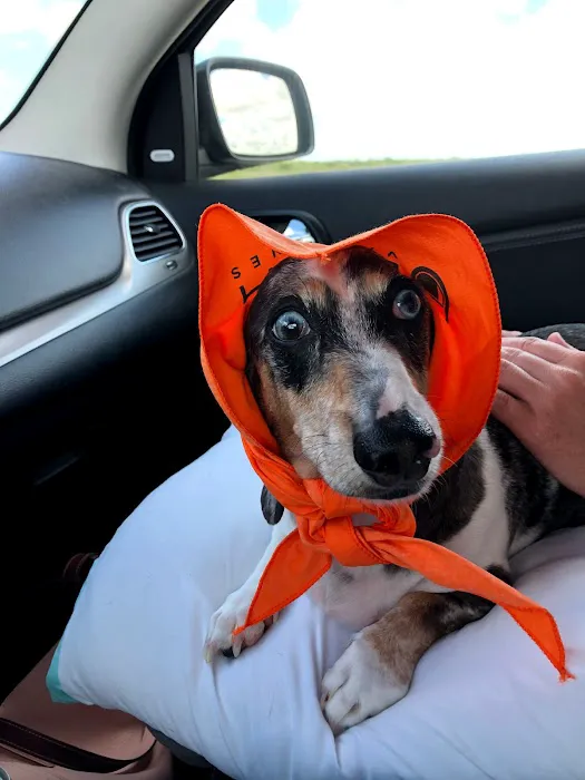 Sea Paws Veterinary Services Picture 6