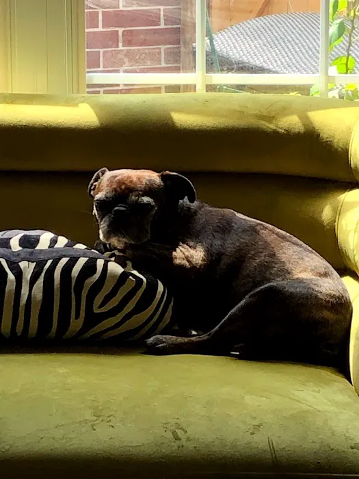 Sea Paws Veterinary Services Picture 1
