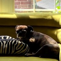Sea Paws Veterinary Services ico
