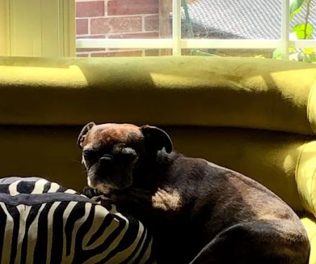 Sea Paws Veterinary Services