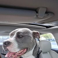 Animal Medical Group ico