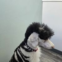Bay Creek Animal Clinic ico