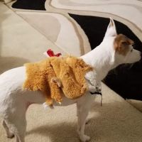 Banfield Pet Hospital ico