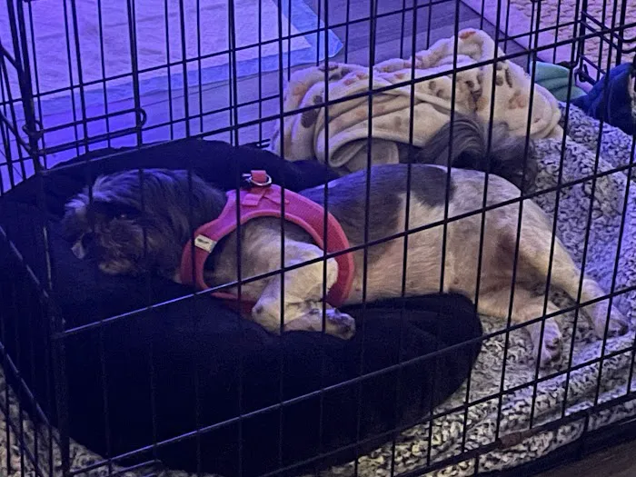 VCA Animal Emergency Hospital Southeast Calder Road Picture 5