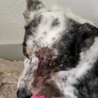 VCA Animal Emergency Hospital Southeast Calder Road ico