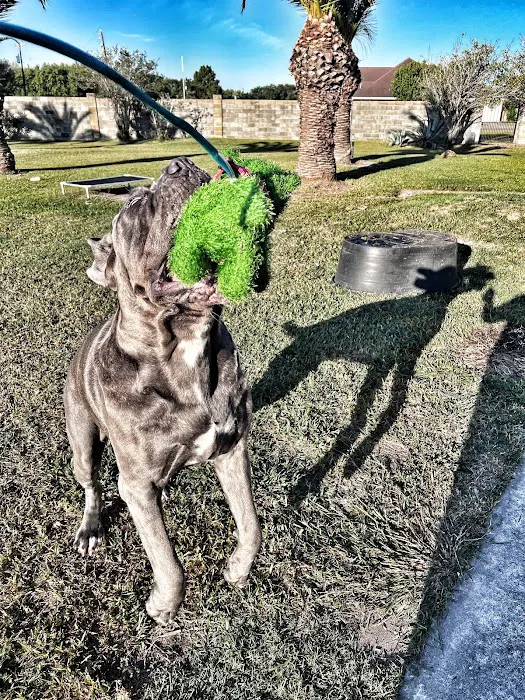 Animal Kingdom Pet Hospital Picture 2