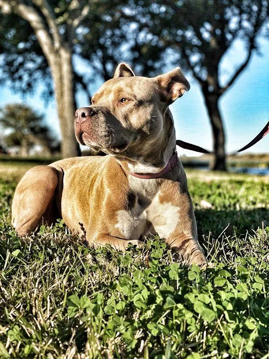 Animal Kingdom Pet Hospital Picture 7