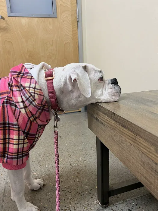 Vetco Total Care Animal Hospital Picture 5