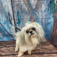 Vetco Total Care Animal Hospital ico