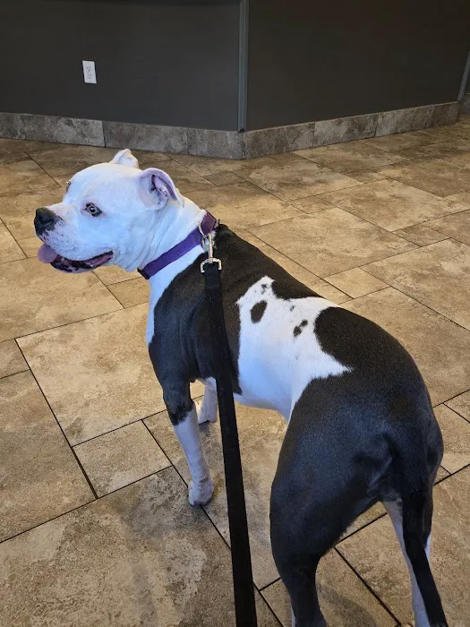 Dickinson Animal Hospital & Pet Wellness Center Picture 1
