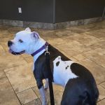 Dickinson Animal Hospital & Pet Wellness Center