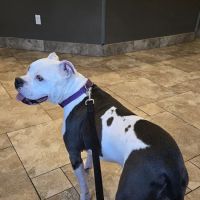 Dickinson Animal Hospital & Pet Wellness Center ico