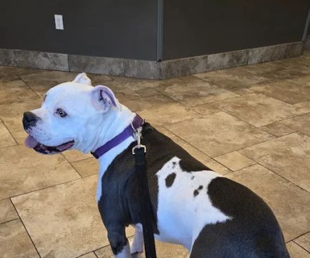 Dickinson Animal Hospital & Pet Wellness Center