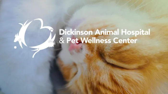 Dickinson Animal Hospital & Pet Wellness Center Picture 2