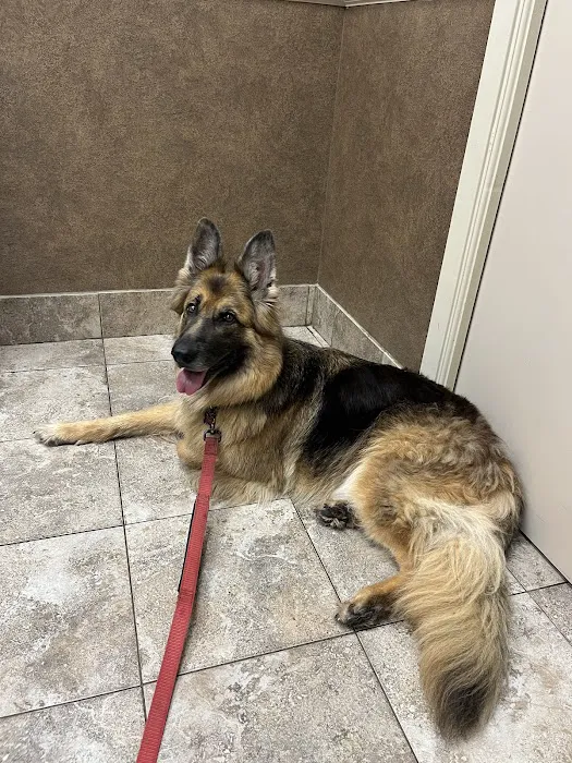 Dickinson Animal Hospital & Pet Wellness Center Picture 3