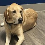 Clear Falls Animal Hospital
