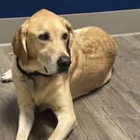 Clear Falls Animal Hospital ico