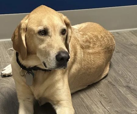 Clear Falls Animal Hospital