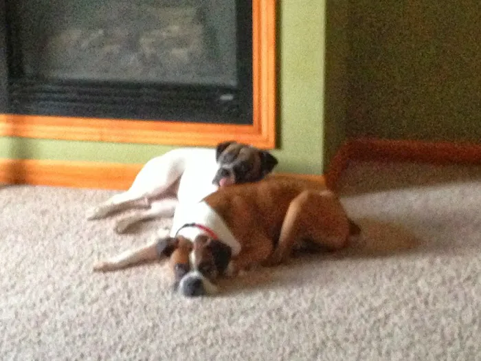 Animal House Veterinary Hospital Picture 3