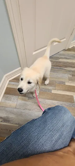 Egret Bay Veterinary Hospital Picture 9