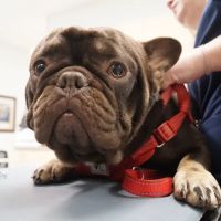 Egret Bay Veterinary Hospital ico