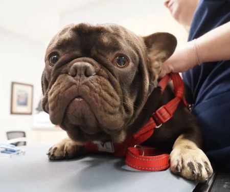 Egret Bay Veterinary Hospital