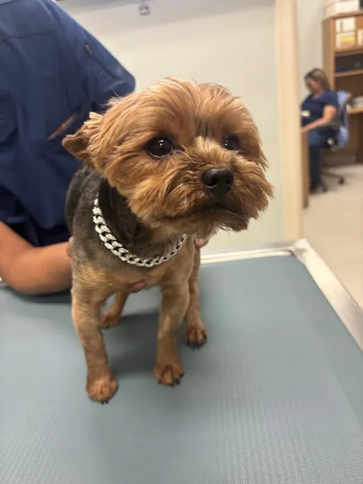 Egret Bay Veterinary Hospital Picture 7