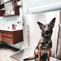 Veterinary Hospital of Alvin ico