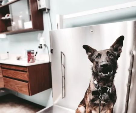 Veterinary Hospital of Alvin