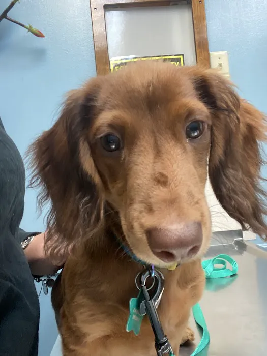 Veterinary Hospital of Alvin Picture 4