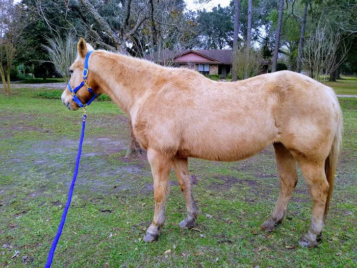 Gulf Coast Large Animal Clinic Picture 2