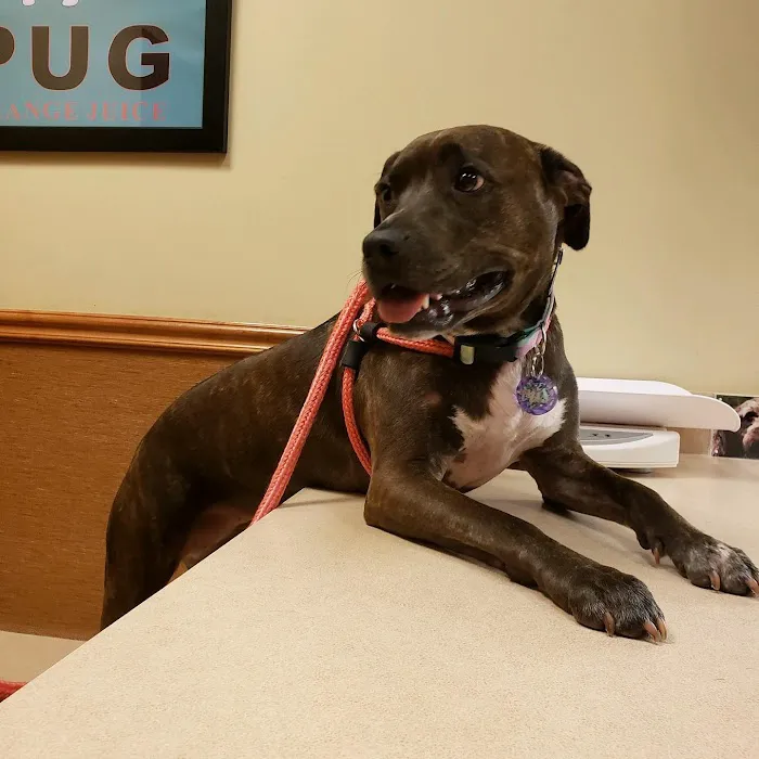 Sienna Plantation Animal Hospital Picture 6