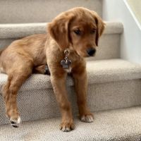 Douglas Boulevard Veterinary Clinic ico