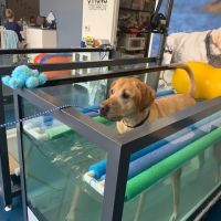 Sierra Ranch Veterinary Clinic & Pet Rehabilitation Center ico