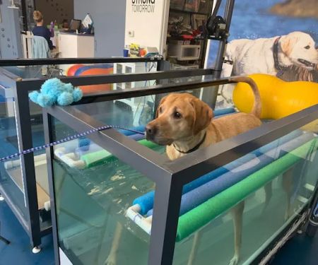 Sierra Ranch Veterinary Clinic & Pet Rehabilitation Center