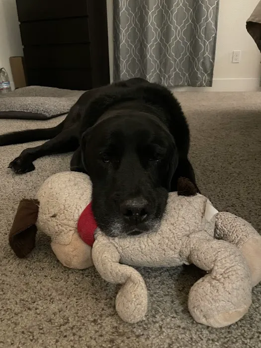 Stonebridge Veterinary Wellness Picture 10
