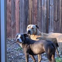 Rocklin Ranch Veterinary Hospital & Urgent Care ico