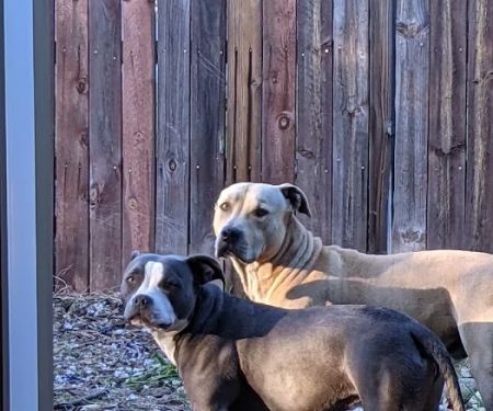 Rocklin Ranch Veterinary Hospital & Urgent Care