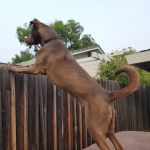 Willow Rock Pet Hospital