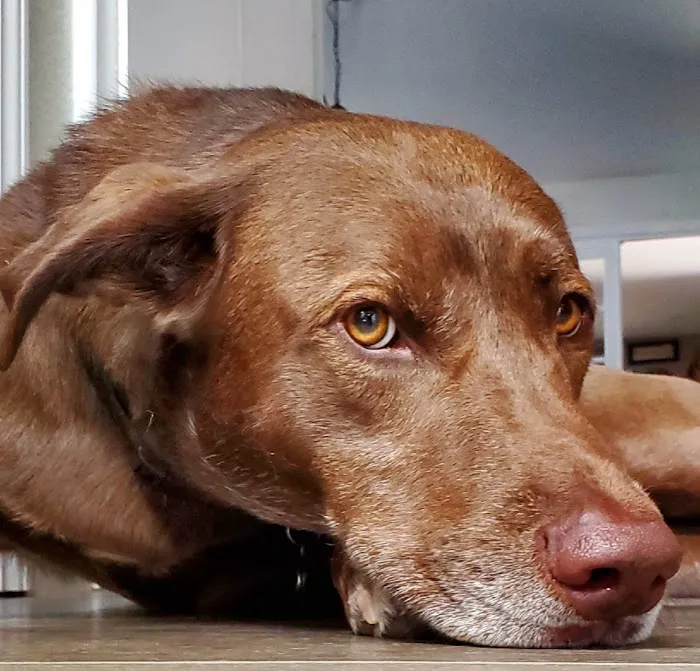 Willow Rock Pet Hospital Picture 4