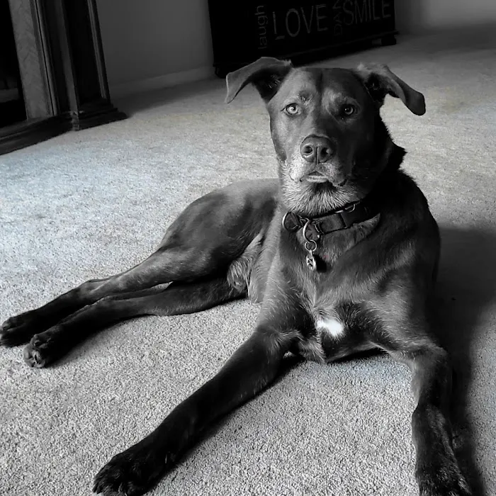 Willow Rock Pet Hospital Picture 3