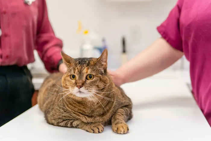 Cats Only Veterinary Hospital Picture 1