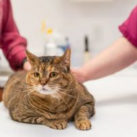 Cats Only Veterinary Hospital ico