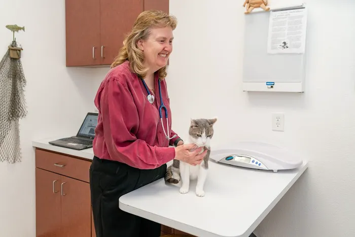 Cats Only Veterinary Hospital Picture 5