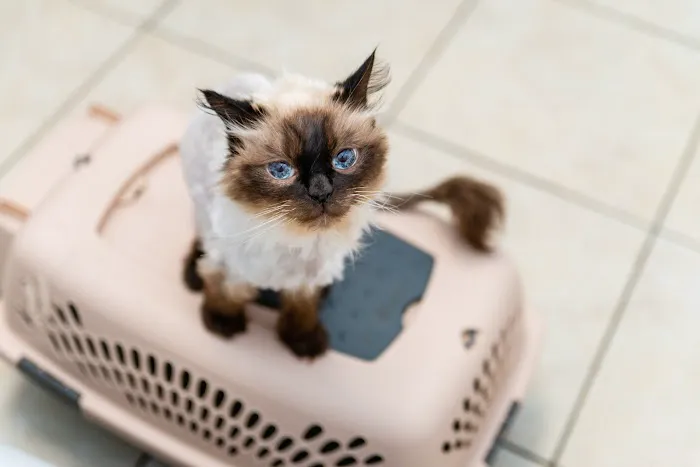 Cats Only Veterinary Hospital Picture 6