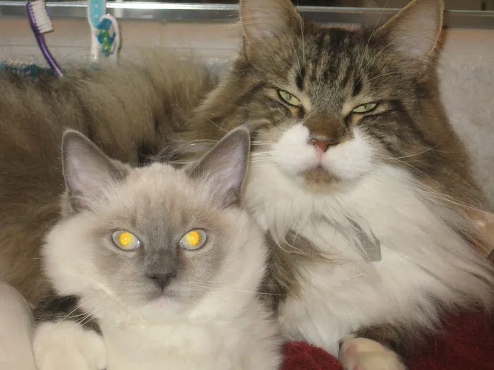 Cats Only Veterinary Hospital Picture 10