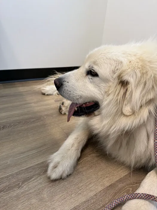 Animal Urgent Care of Rocklin Picture 1
