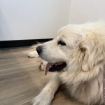 Animal Urgent Care of Rocklin