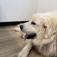 Animal Urgent Care of Rocklin ico