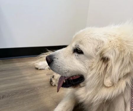 Animal Urgent Care of Rocklin